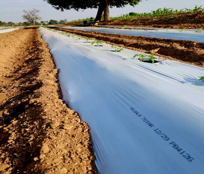 mulch film