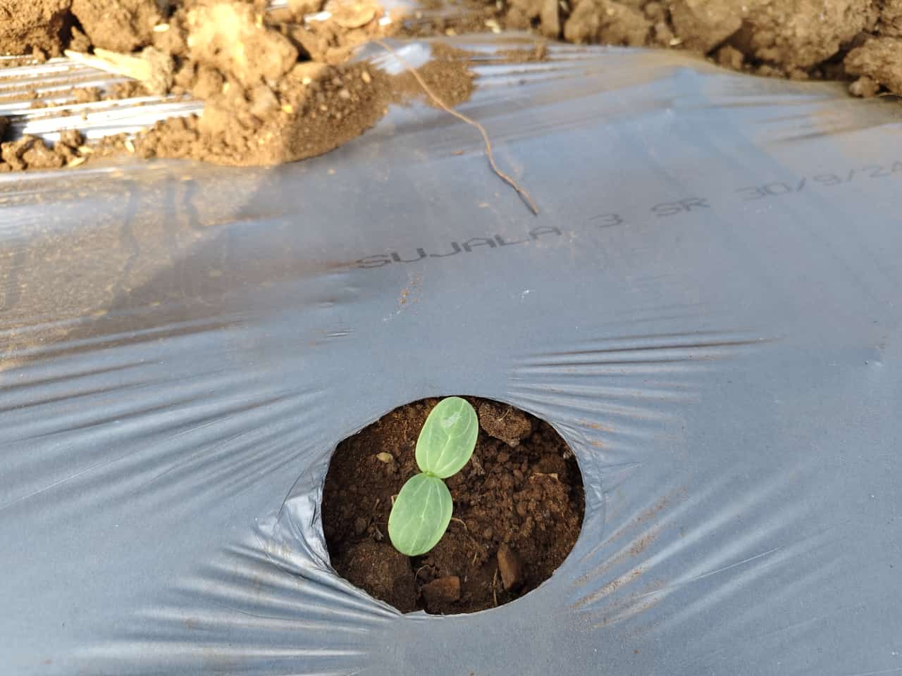 plant